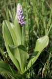 Orchis militaris