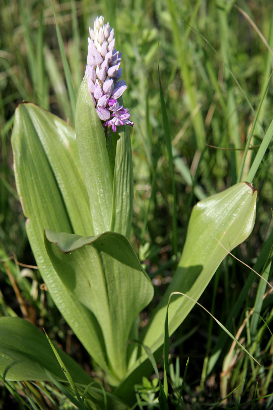 Изображение особи Orchis militaris.