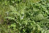 Papaver setiferum