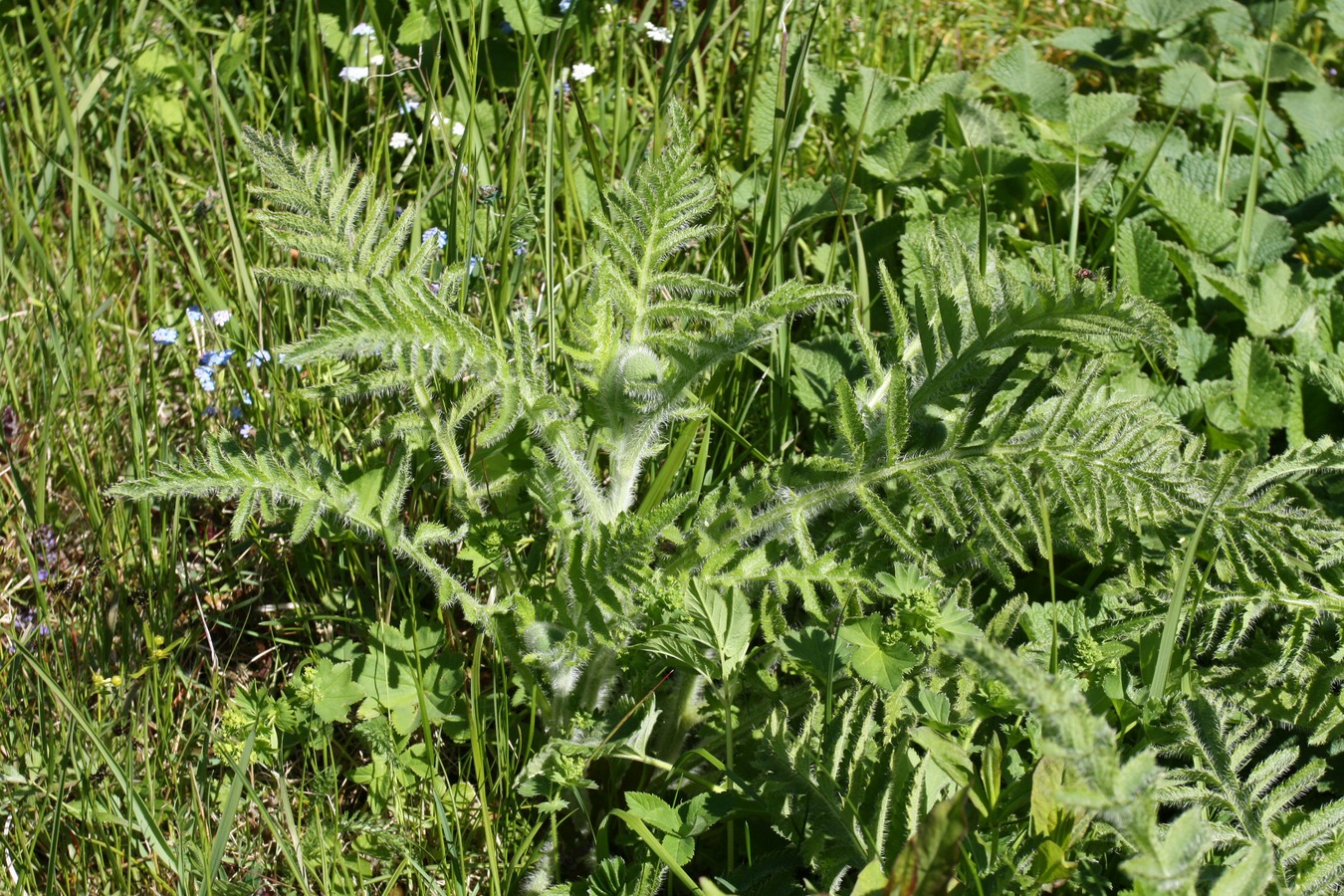 Изображение особи Papaver setiferum.