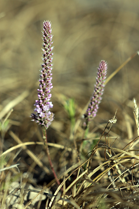 Изображение особи Psylliostachys suworowii.