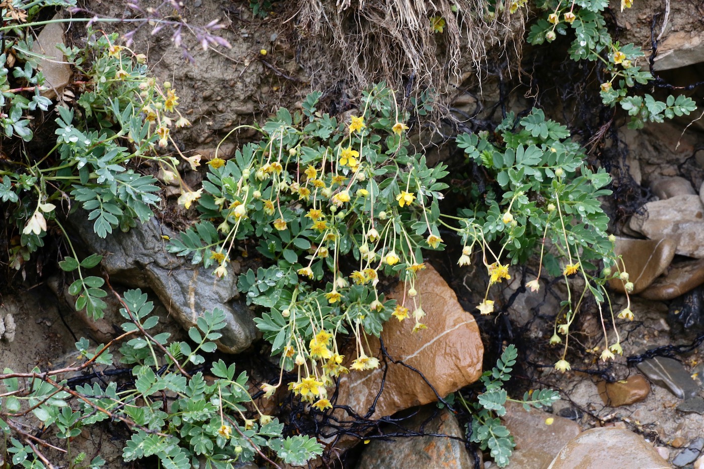 Изображение особи Potentilla orientalis.