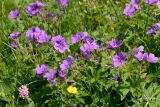 Geranium sylvaticum. Верхушки побегов с цветками. Адыгея, Кавказский биосферный заповедник, плато Лаго-Наки, 2040 м н.у.м., субальпийский луг. 05.07.2020.