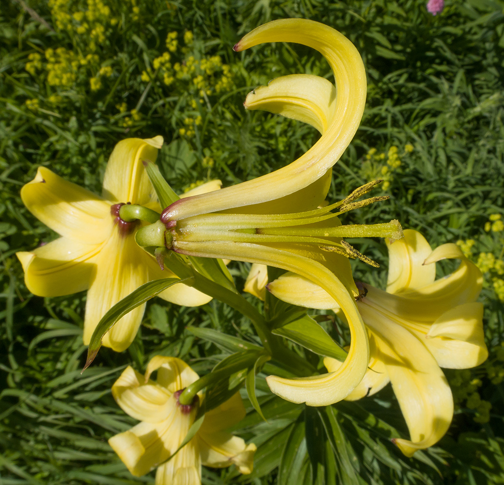 Image of Lilium monadelphum specimen.