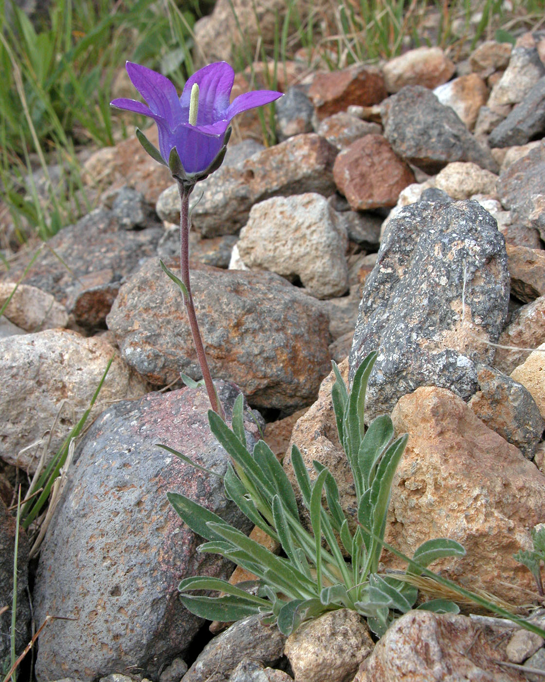 Image of Campanula aucheri specimen.
