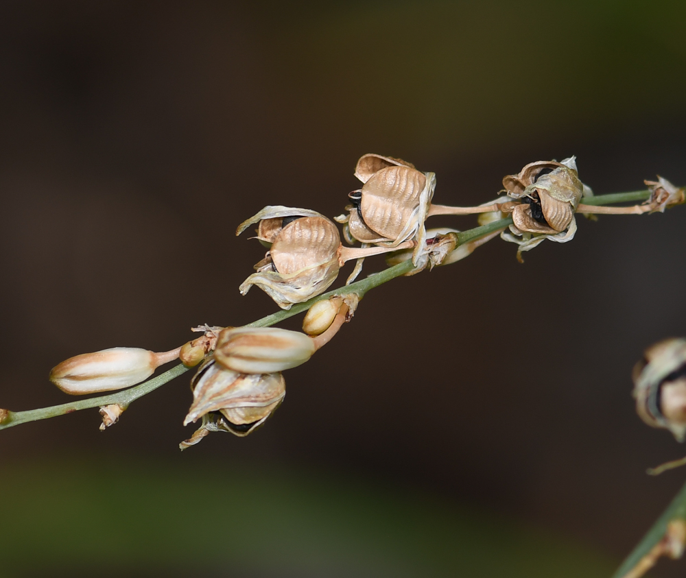 Image of Chlorophytum saundersiae specimen.
