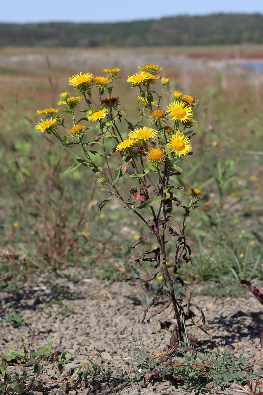 Изображение особи Inula britannica.