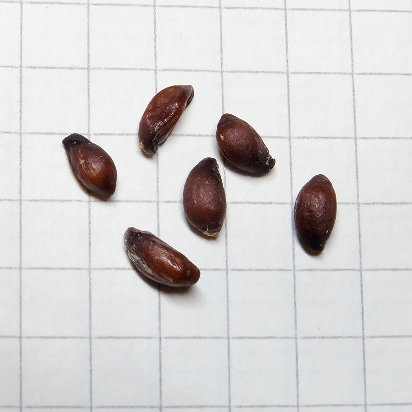 Image of Sorbus intermedia specimen.