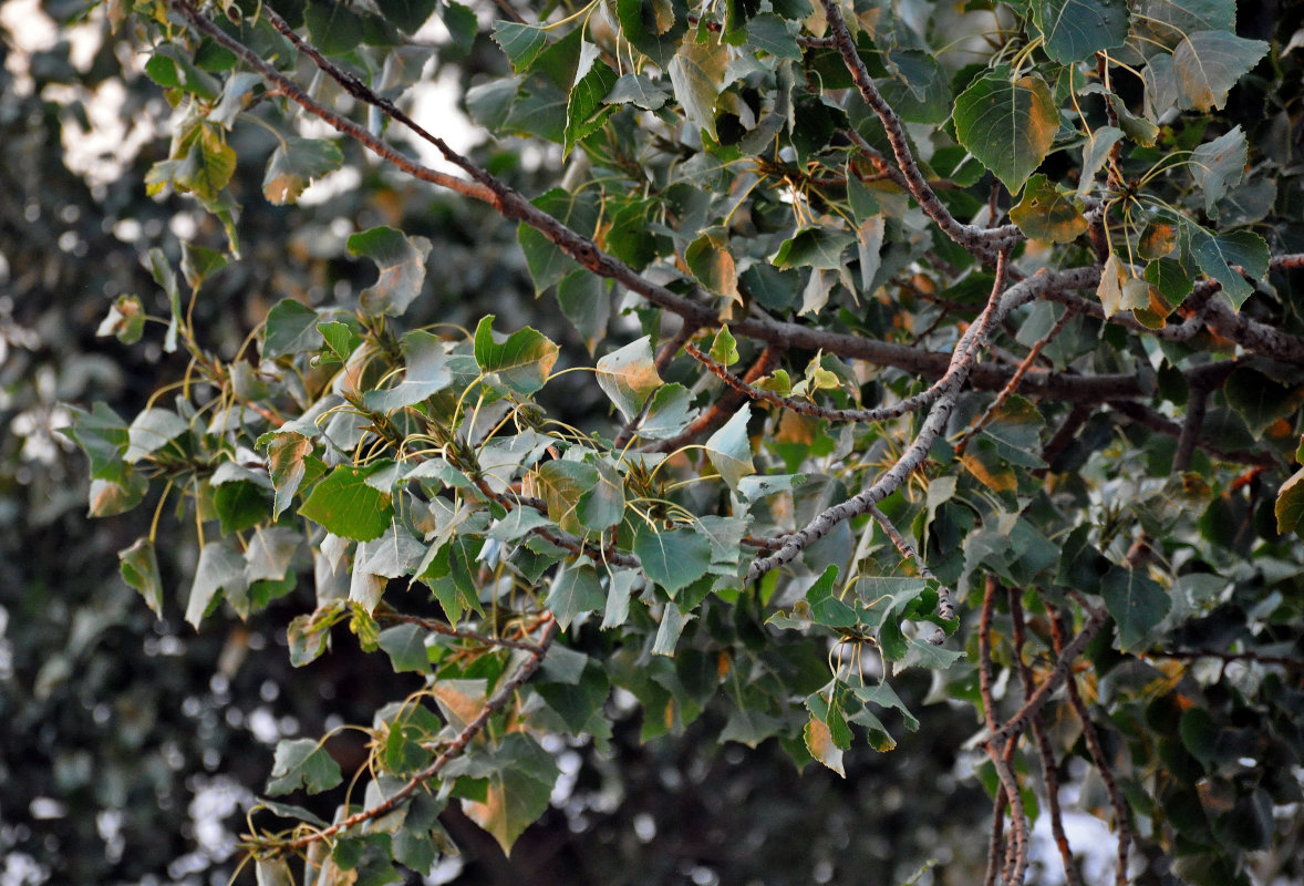 Image of genus Populus specimen.