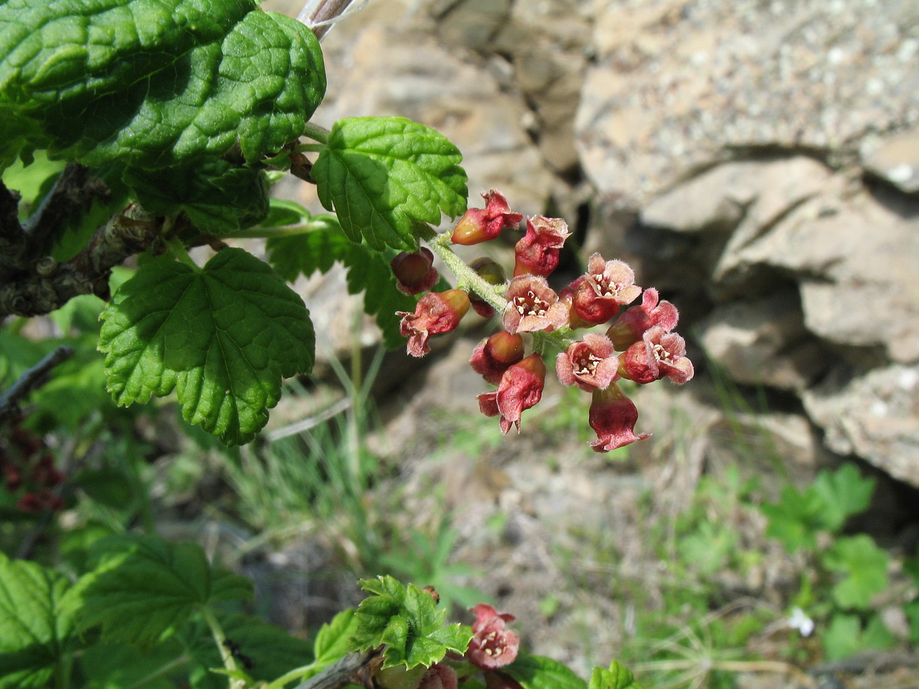 Изображение особи Ribes nigrum.