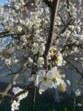 Prunus domestica