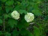 Viburnum form roseum