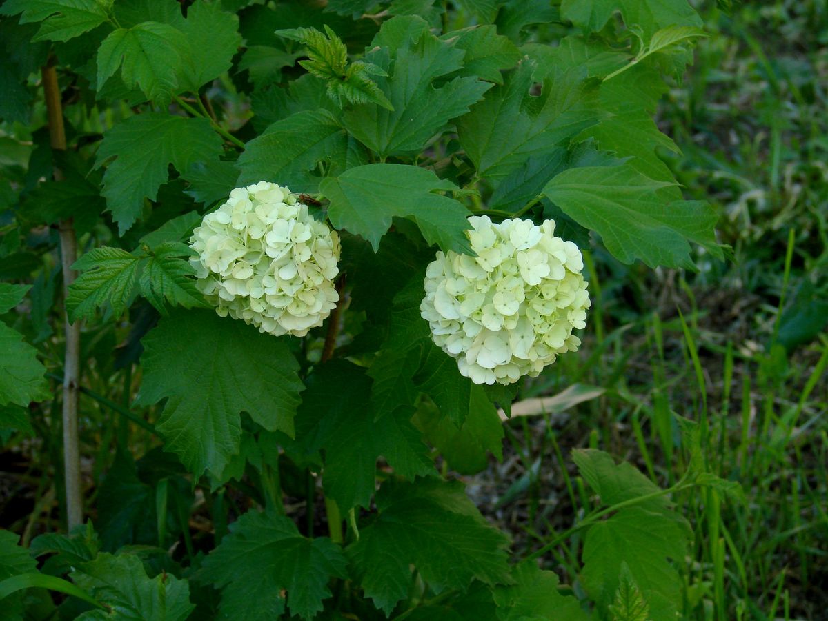 Изображение особи Viburnum opulus f. roseum.