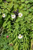 Leucanthemella serotina