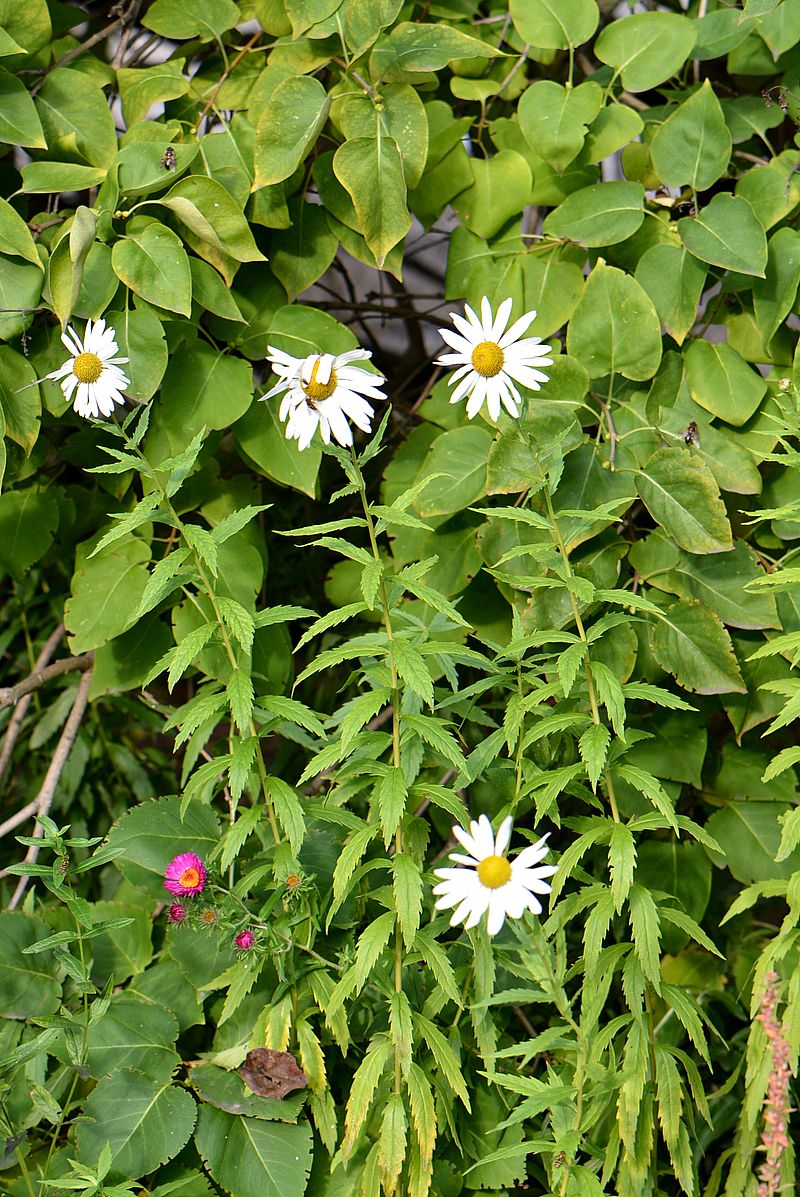 Изображение особи Leucanthemella serotina.