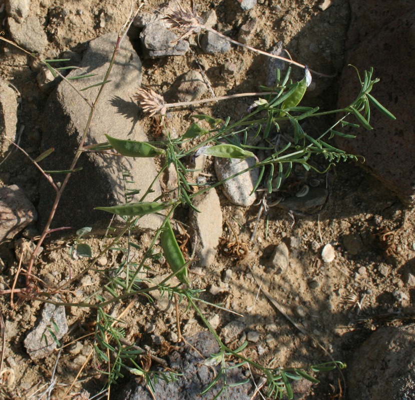 Image of Vicia peregrina specimen.