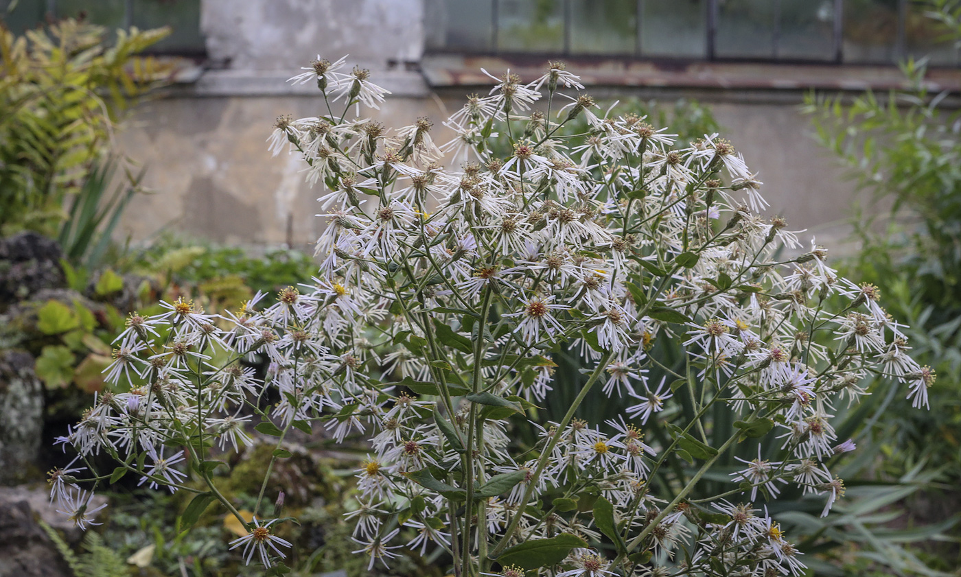 Изображение особи семейство Asteraceae.