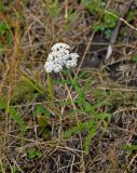 Achillea millefolium