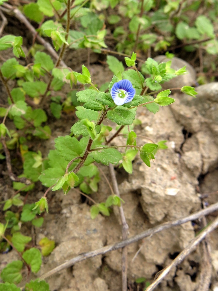 Image of Veronica persica specimen.