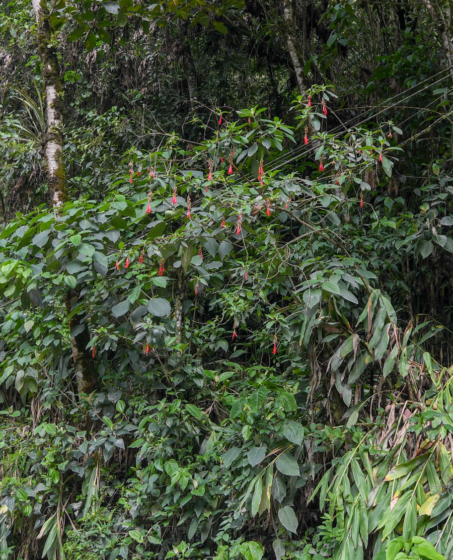 Image of Fuchsia boliviana specimen.