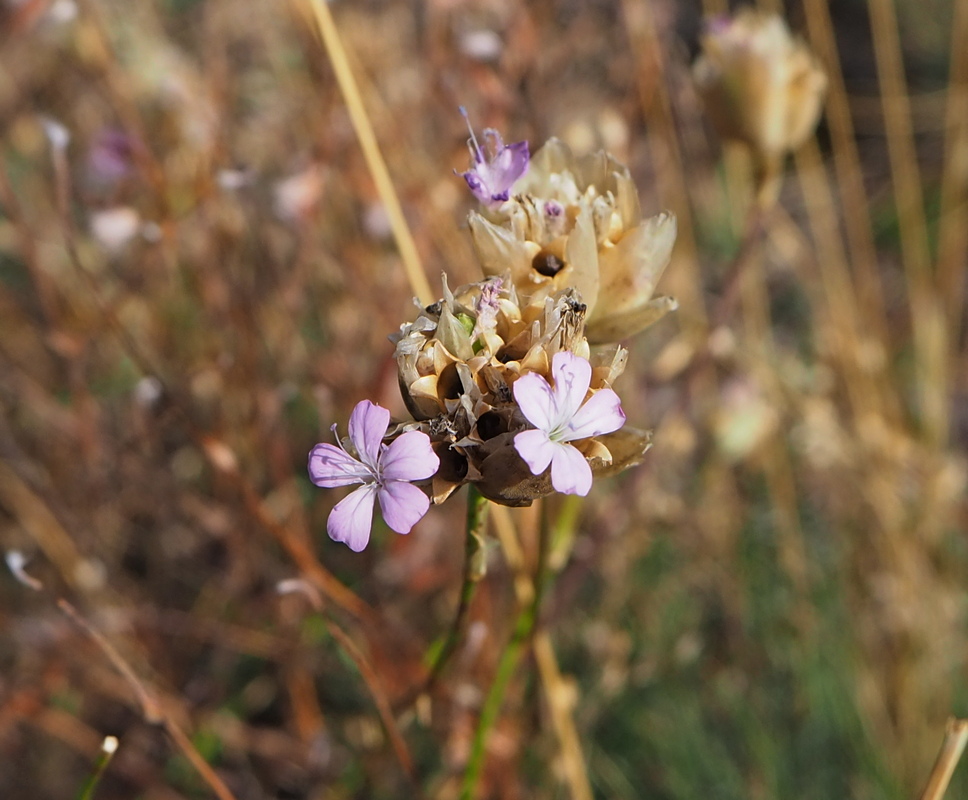 Image of Petrorhagia prolifera specimen.