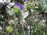Edraianthus tenuifolius