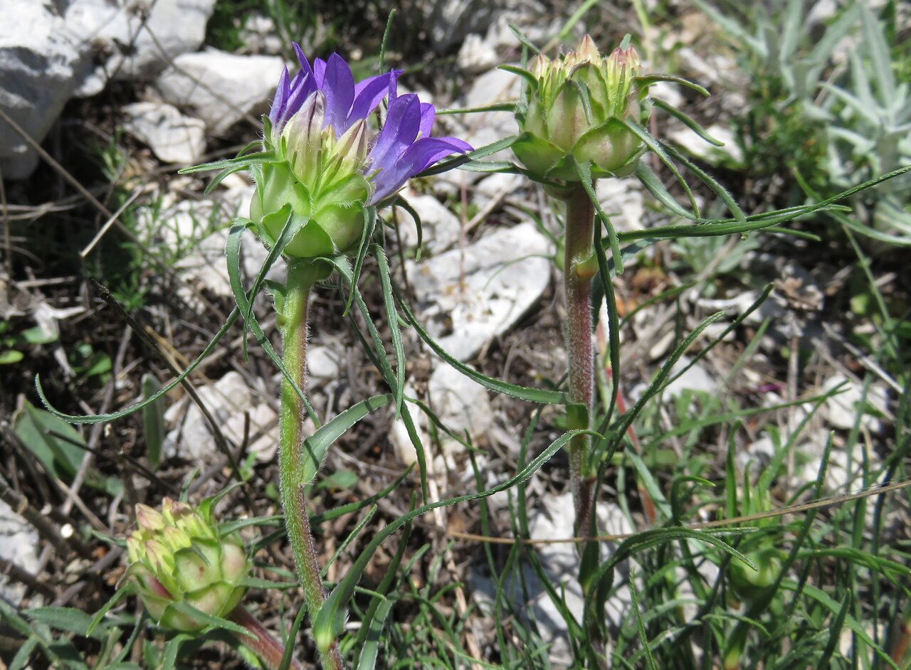 Image of Edraianthus tenuifolius specimen.