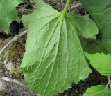 Valeriana alliariifolia. Поражённый лист (вид снизу). Кабардино-Балкария, Эльбрусский р-н, окр. с. Нейтрино, ок. 1850 м н.у.м., каменистое место. 09.07.2020.