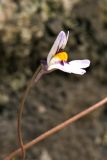 Cymbalaria longipes. Цветок. Греция, о. Родос, г. Родос, Родосская крепость (Дворец великих магистров), стена крепости. 10 мая 2011 г.