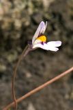 Cymbalaria longipes