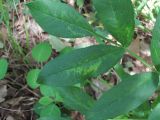 Dictamnus caucasicus
