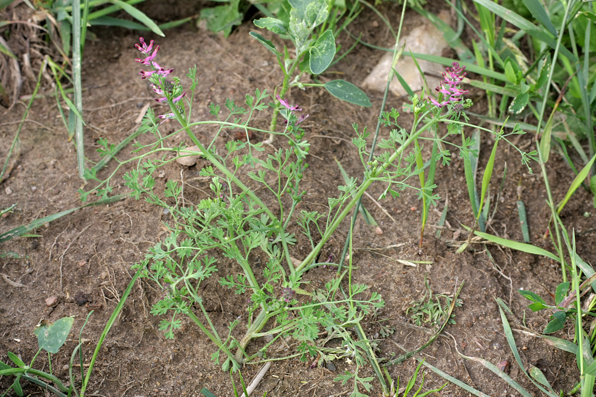 Изображение особи Fumaria officinalis.