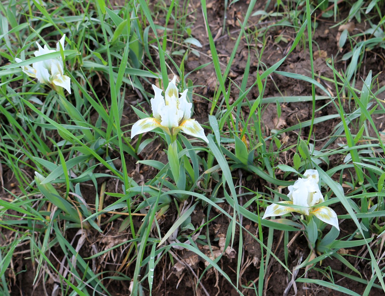 Изображение особи Iris pumila.