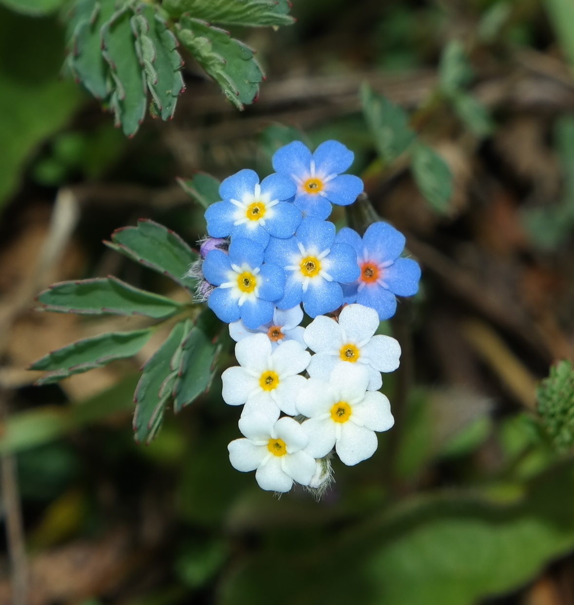 Image of Myosotis incrassata specimen.