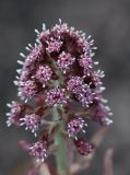 Petasites hybridus