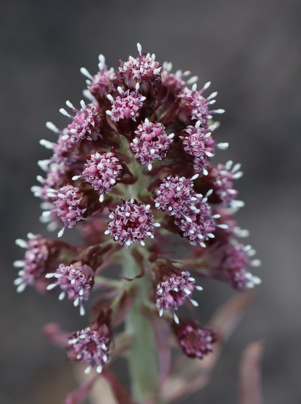 Изображение особи Petasites hybridus.