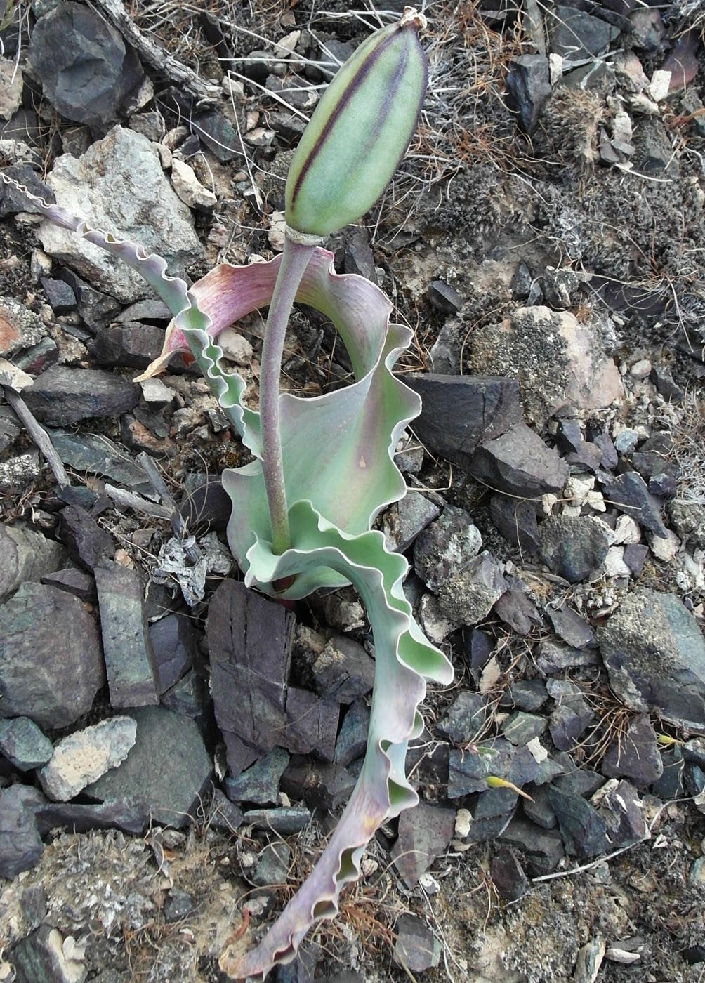 Изображение особи Tulipa alberti.