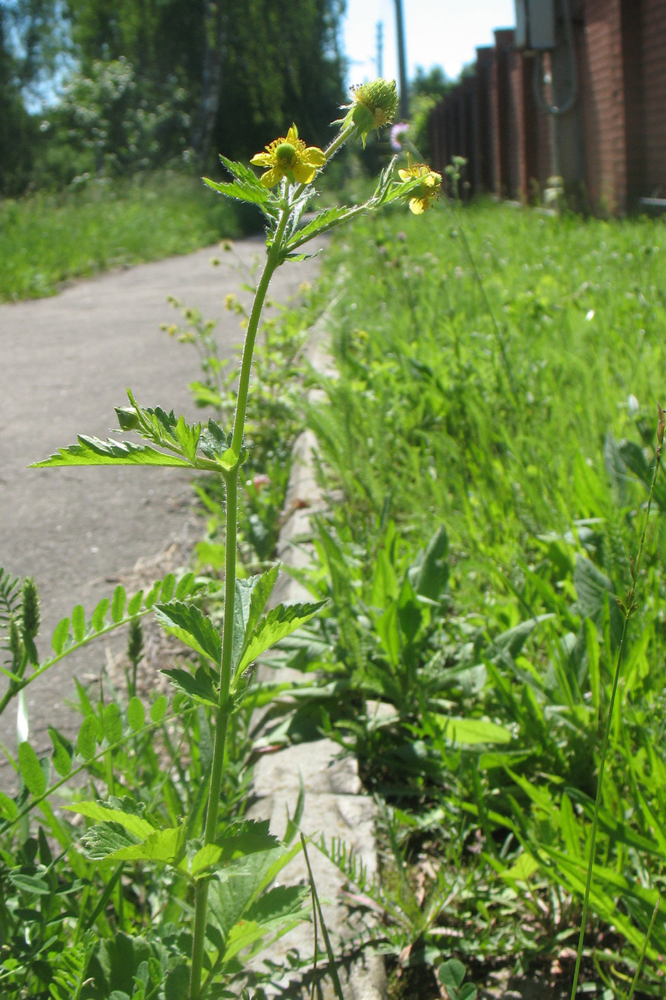 Изображение особи Geum aleppicum.