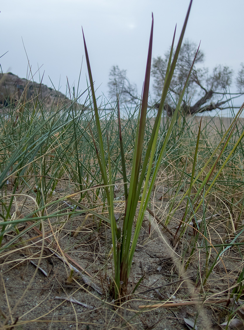 Image of Imperata cylindrica specimen.