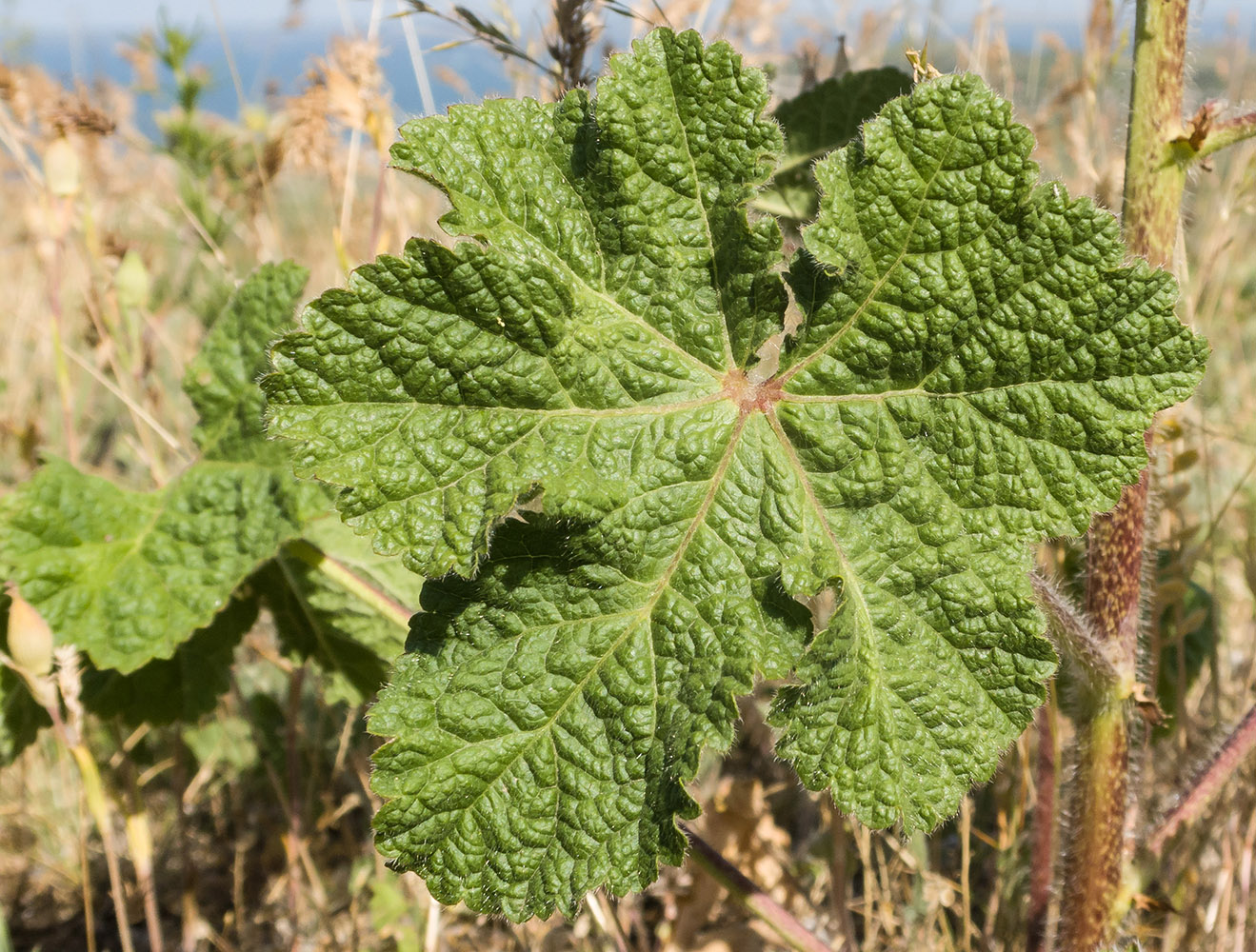 Image of Alcea rugosa specimen.