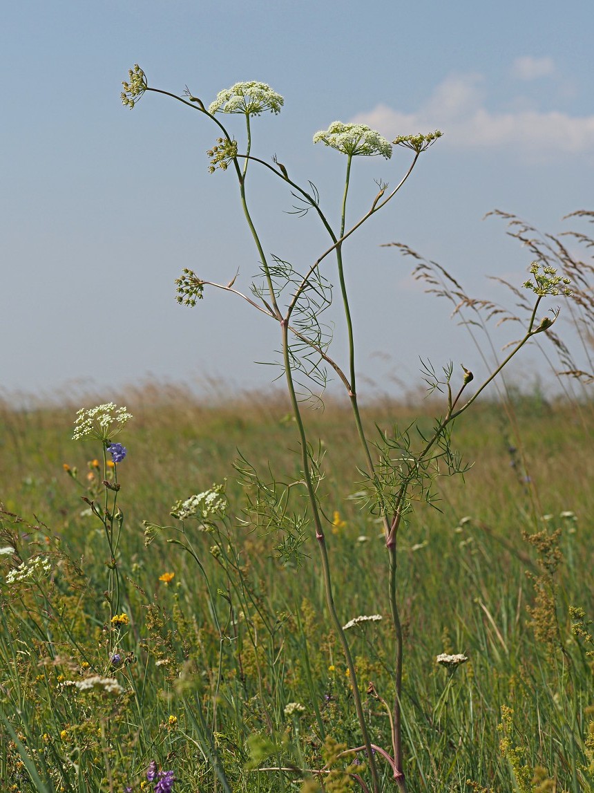 Изображение особи Cenolophium fischeri.