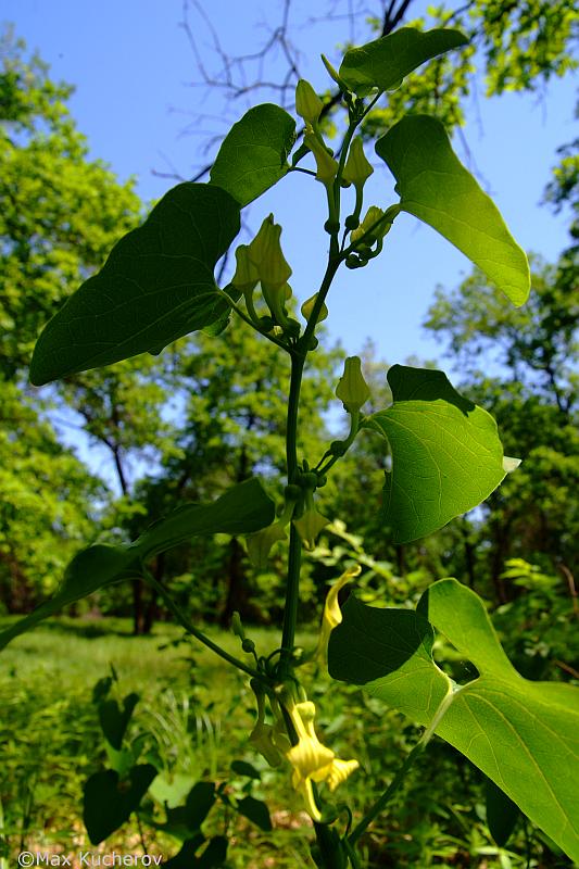 Изображение особи Aristolochia clematitis.