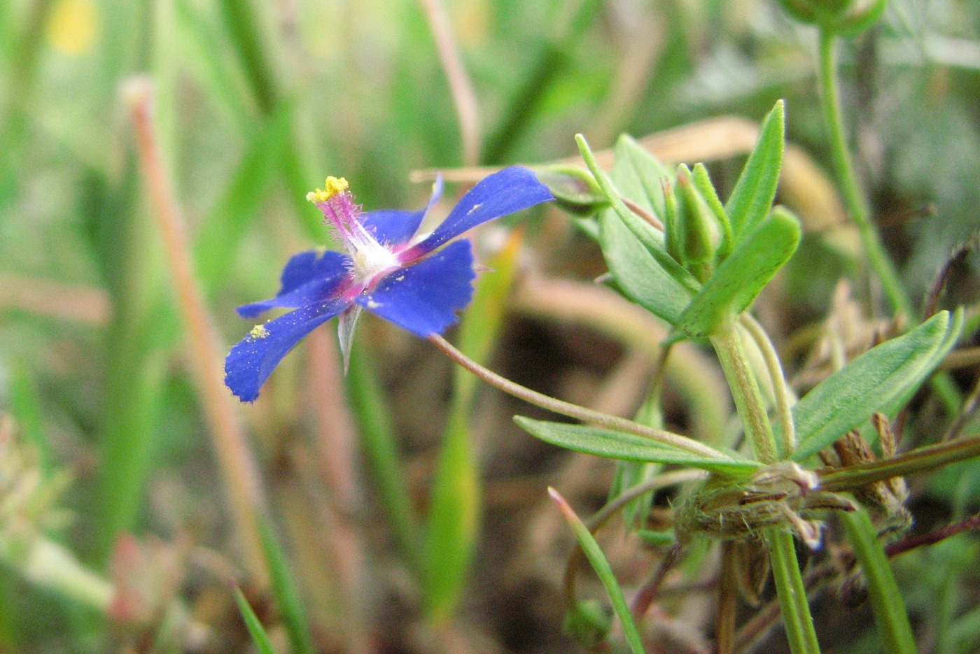 Изображение особи Anagallis arvensis.