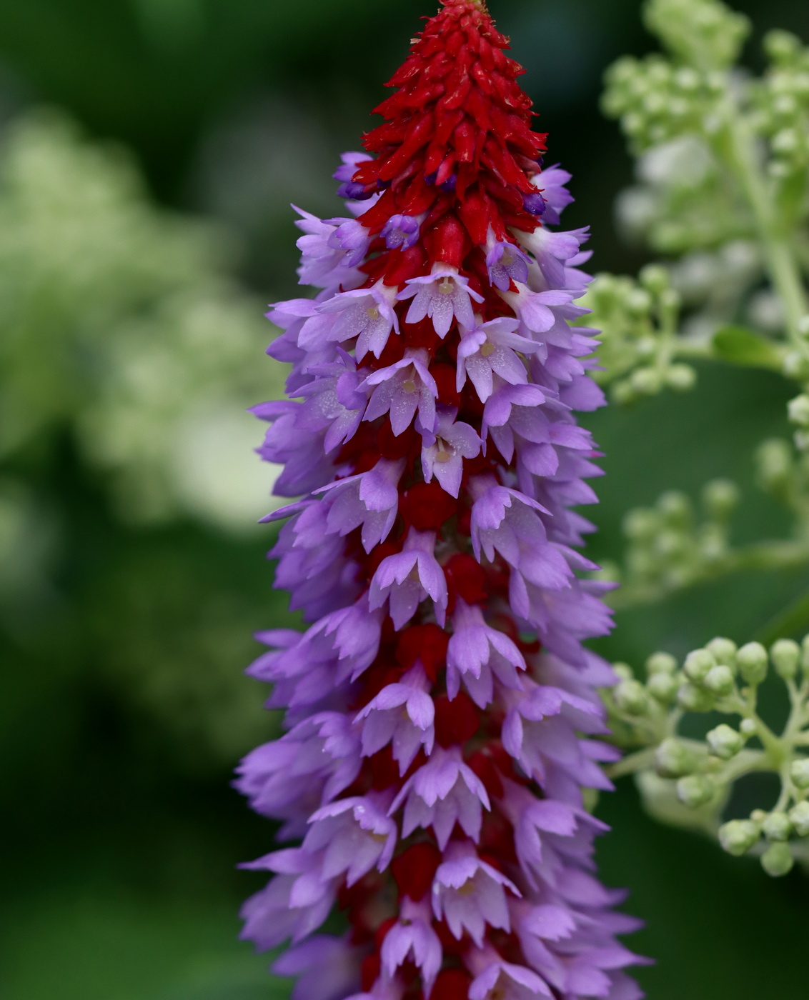 Изображение особи Primula vialii.