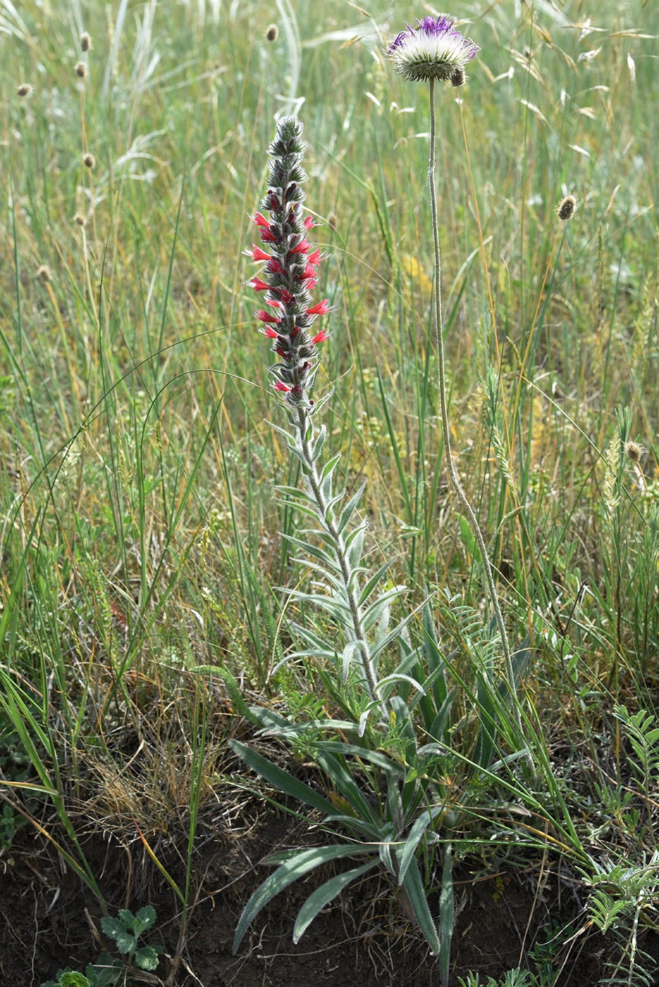 Изображение особи Echium popovii.