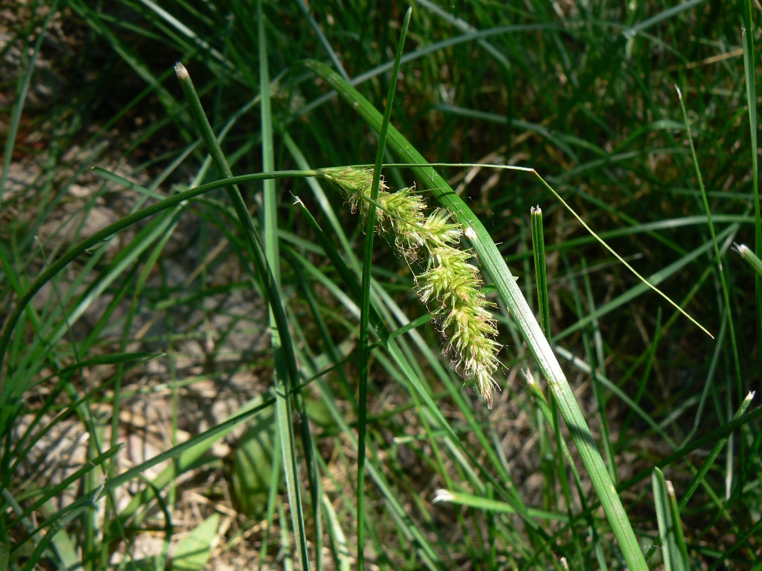 Изображение особи Carex laevissima.