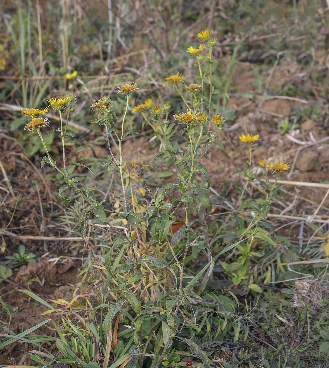 Изображение особи род Inula.
