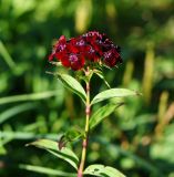 Dianthus barbatus