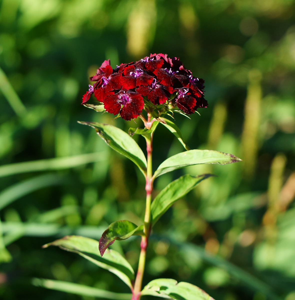 Изображение особи Dianthus barbatus.