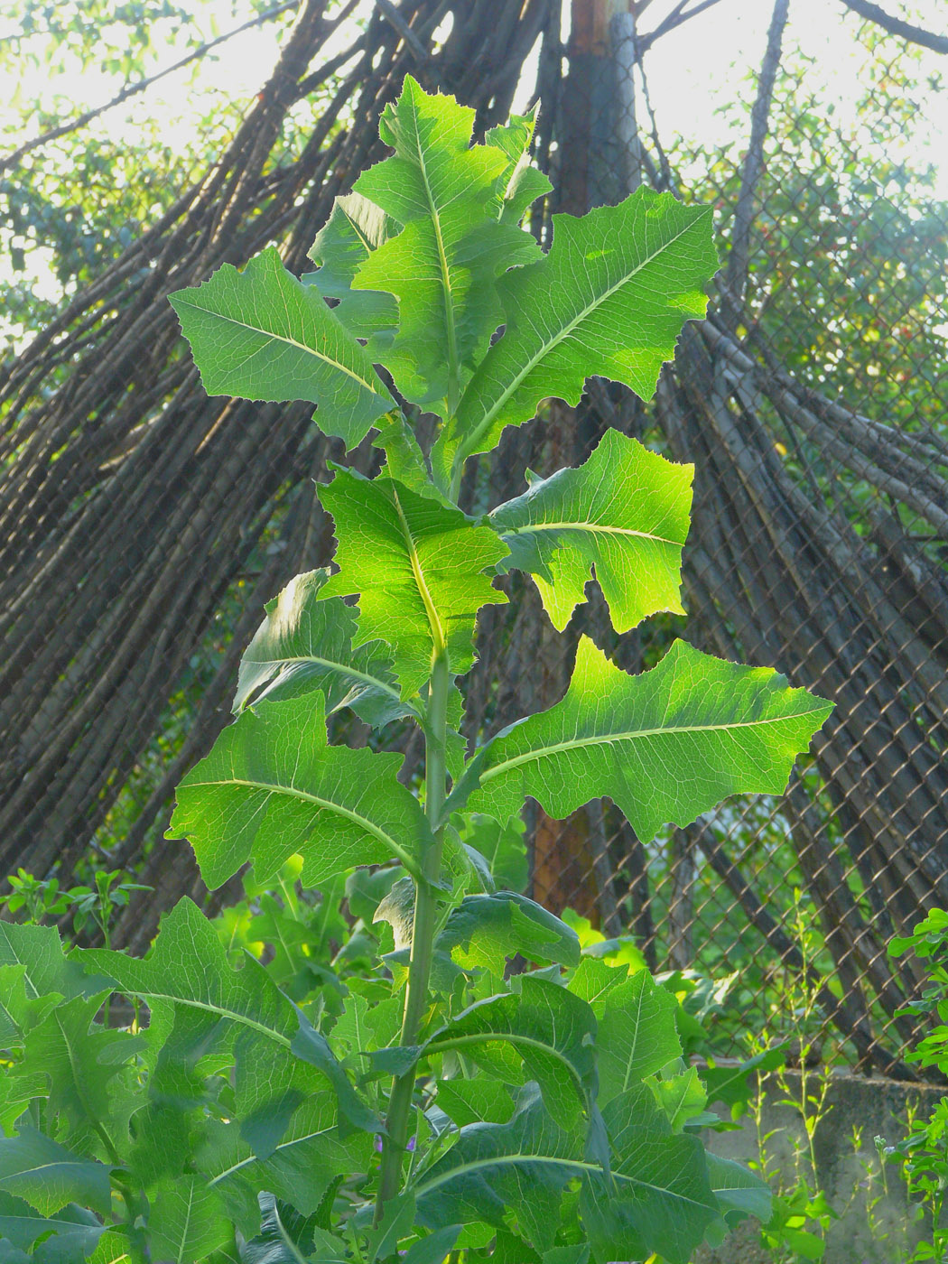 Изображение особи Lactuca serriola.